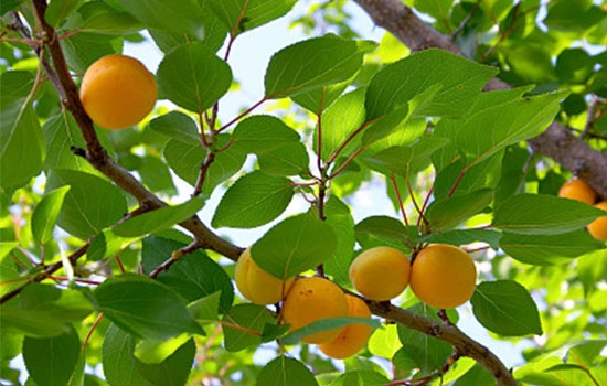 立夏吃個(gè)杏，到老沒有病